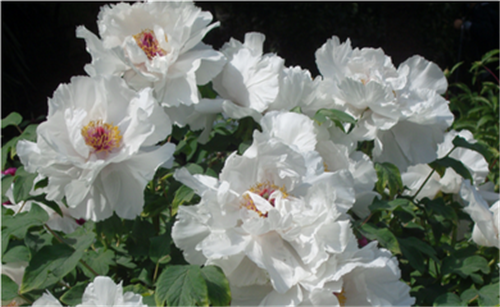 這花卉種庭院美哭了，清香撲面，花瓣搖曳