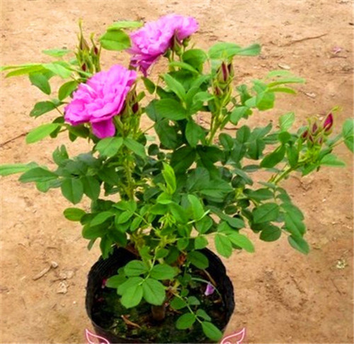 這花卉種庭院美哭了，清香撲面，花瓣搖曳