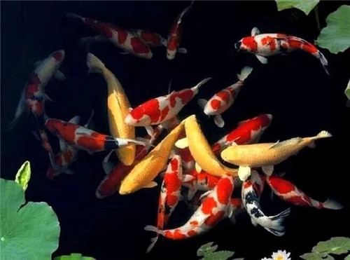 庭院設計水景有什么優點?