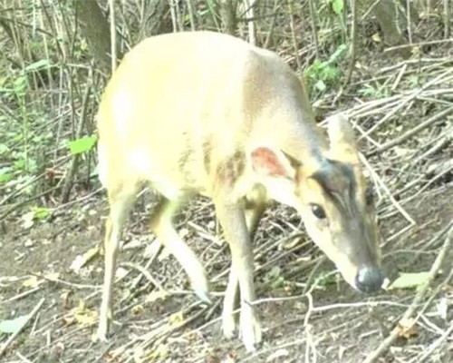 六盤山國家級自然保護區發現新記錄種--赤麂