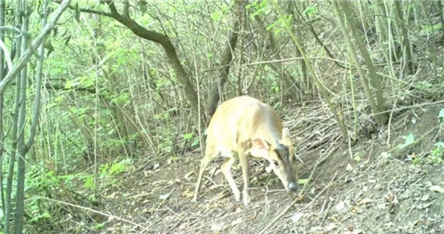 六盤山國家級自然保護區發現新記錄種--赤麂