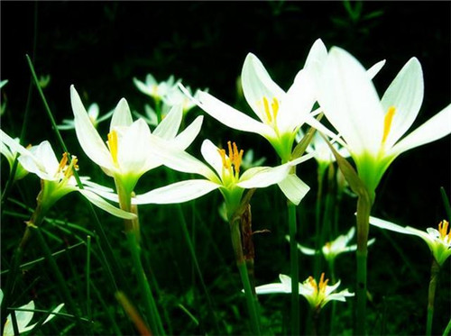 球根花卉如何養護