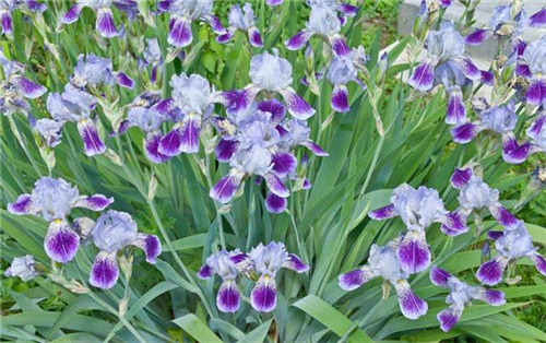 球根花卉如何養護