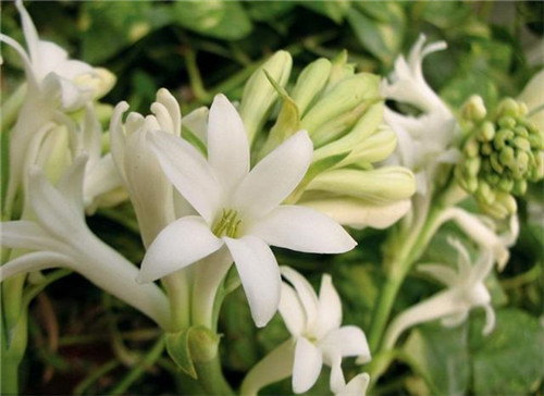 球根花卉如何養護