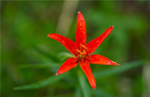 球根花卉如何養護