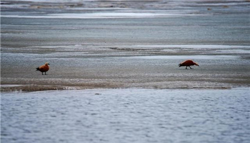 新疆托里縣濕地大草原美景如畫