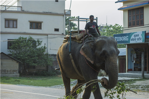尼泊爾最奇特的地方，奇特旺國家公園
