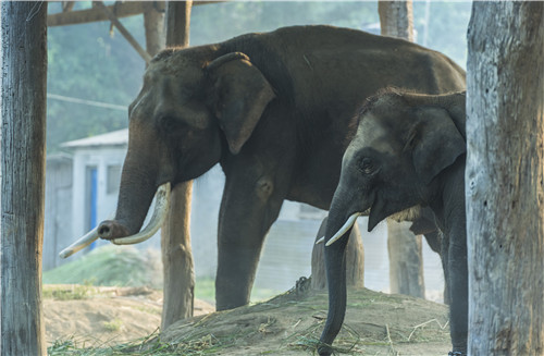 尼泊爾最奇特的地方，奇特旺國家公園