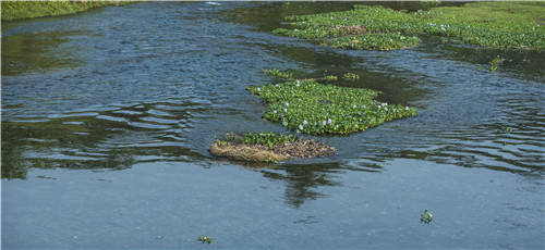 尼泊爾最奇特的地方，奇特旺國家公園