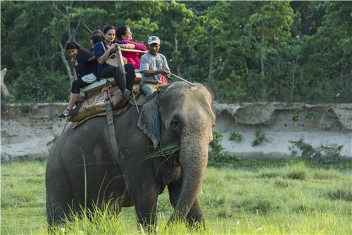 尼泊爾最奇特的地方，奇特旺國家公園