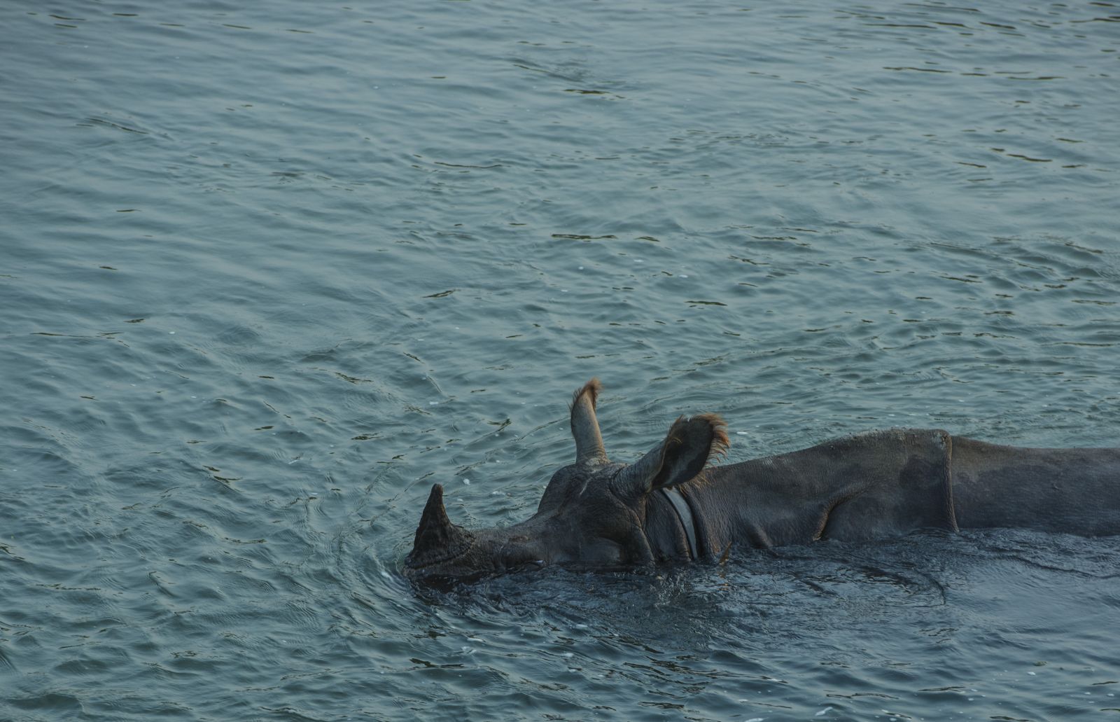 尼泊爾最奇特的地方，奇特旺國家公園