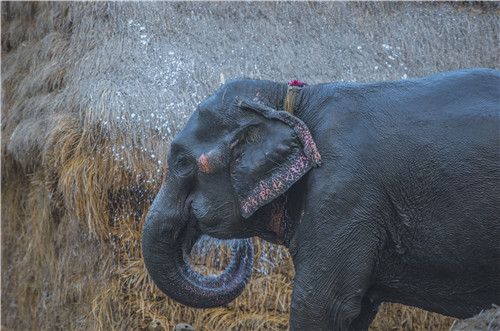 尼泊爾最奇特的地方，奇特旺國家公園