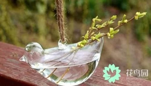 生動(dòng)綠意場(chǎng)景:家庭微景觀設(shè)計(jì)