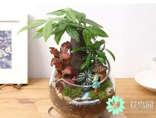 生動(dòng)綠意場(chǎng)景:家庭微景觀設(shè)計(jì)
