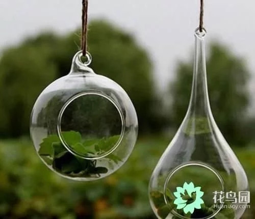 生動(dòng)綠意場(chǎng)景:家庭微景觀設(shè)計(jì)