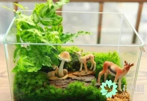 生動(dòng)綠意場(chǎng)景:家庭微景觀設(shè)計(jì)