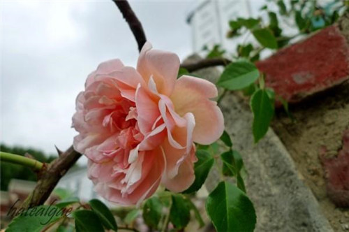 石頭“玫瑰花園”,深深打動了我!