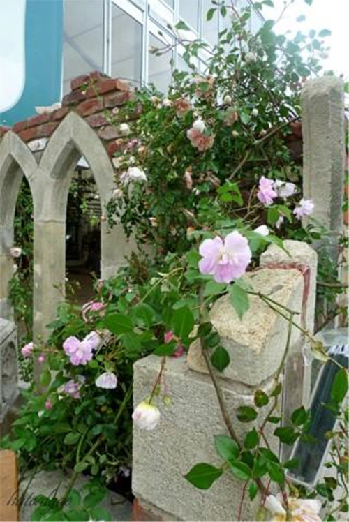 石頭“玫瑰花園”,深深打動了我!