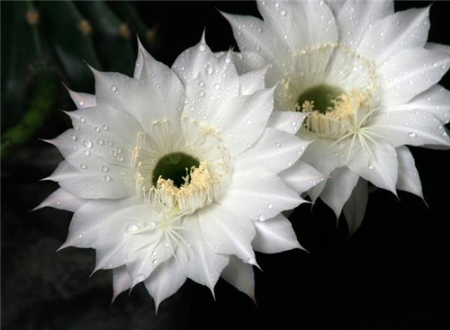 農(nóng)村最普通的花卉,從來(lái)不用澆水