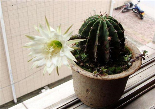 農(nóng)村最普通的花卉,從來(lái)不用澆水