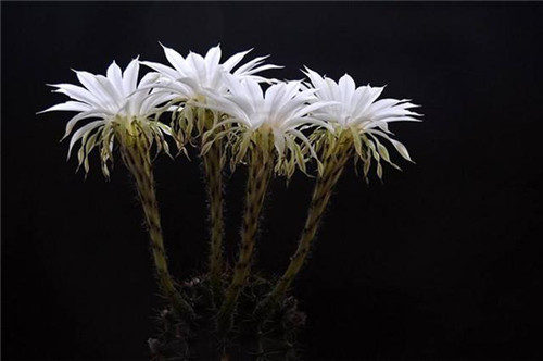 農(nóng)村最普通的花卉,從來(lái)不用澆水