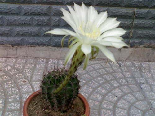 農(nóng)村最普通的花卉,從來(lái)不用澆水