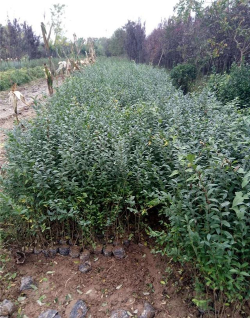 灌木類苗木該如何應對市場