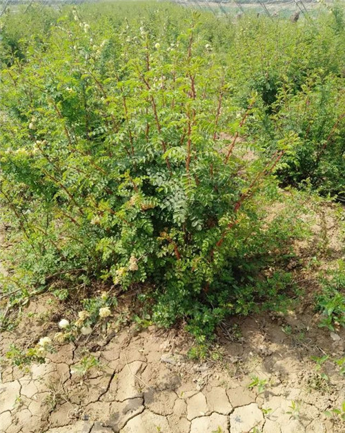 灌木類苗木該如何應對市場