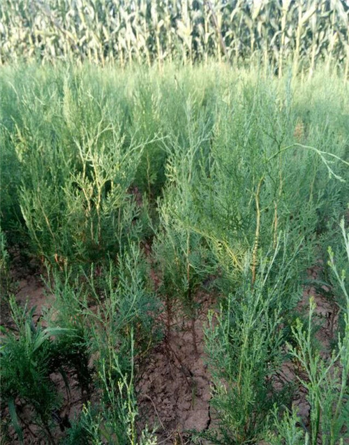 灌木類苗木該如何應對市場