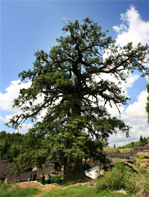 福建省12株古樹喜摘“中國最美古樹”桂冠