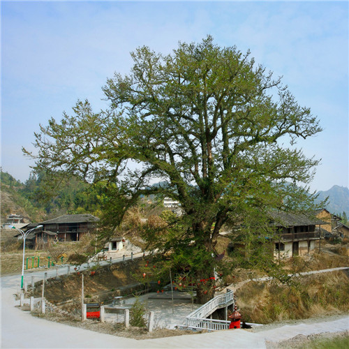 福建省12株古樹喜摘“中國最美古樹”桂冠