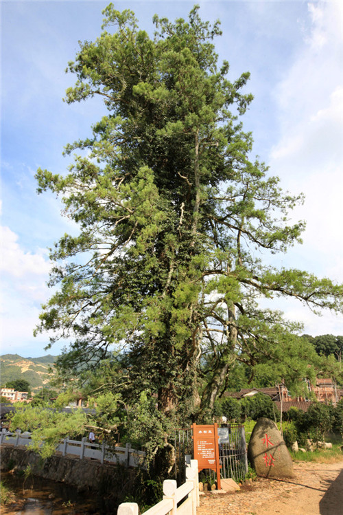 福建省12株古樹喜摘“中國最美古樹”桂冠