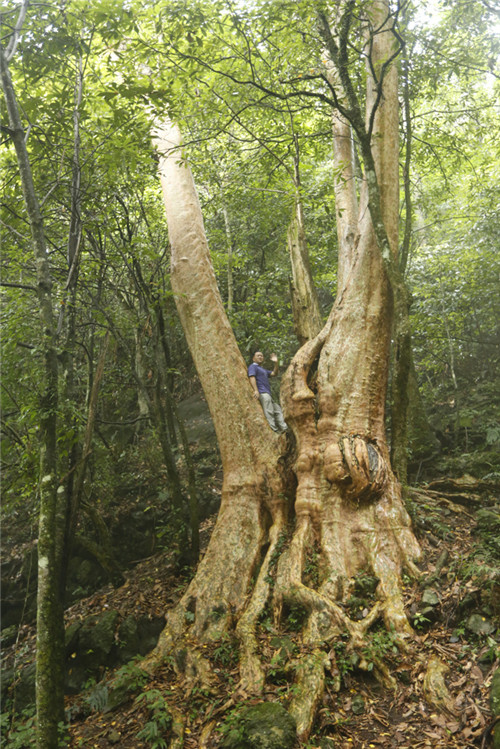 福建省12株古樹喜摘“中國最美古樹”桂冠