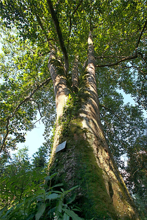 福建省12株古樹喜摘“中國最美古樹”桂冠