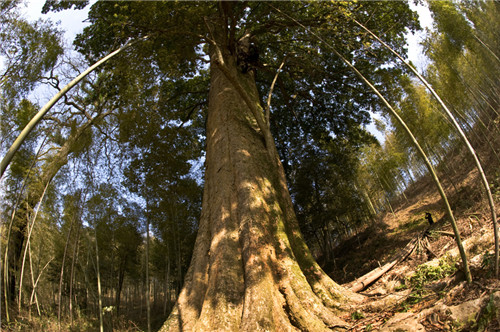 福建省12株古樹喜摘“中國最美古樹”桂冠