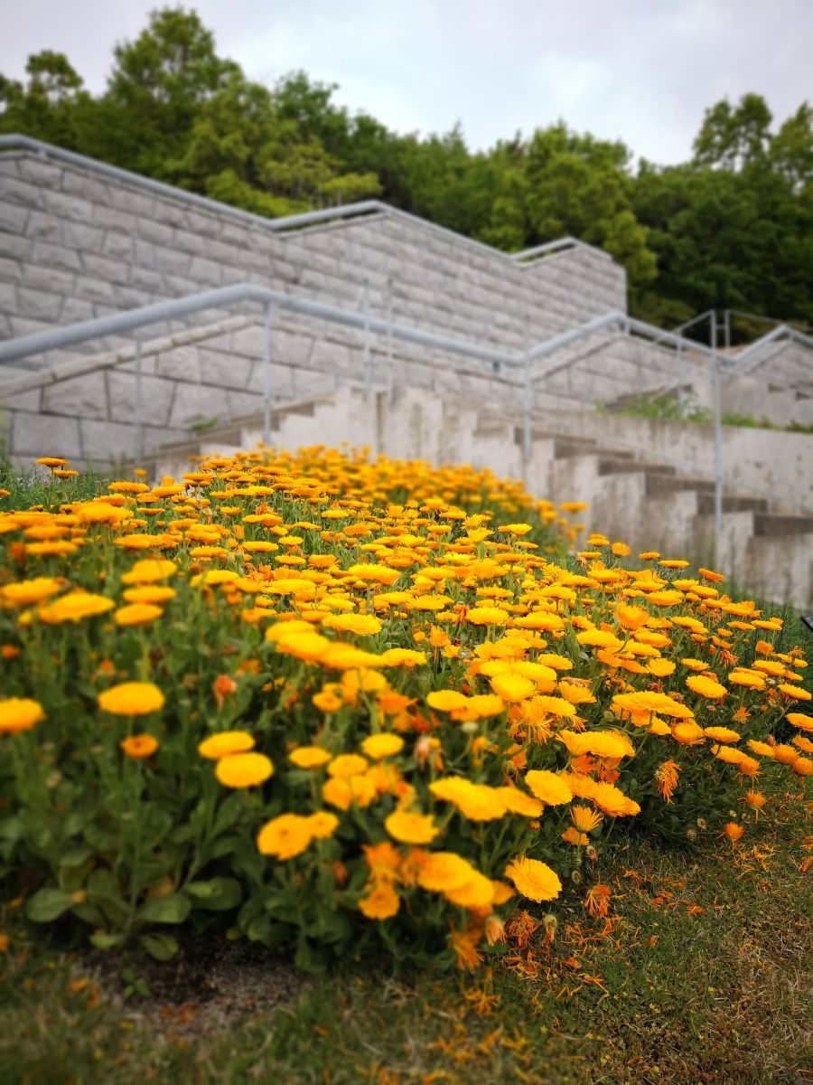 參觀大師安藤忠雄作品 考察大阪住宅與商業建筑