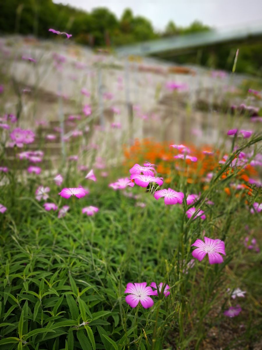 參觀大師安藤忠雄作品 考察大阪住宅與商業建筑