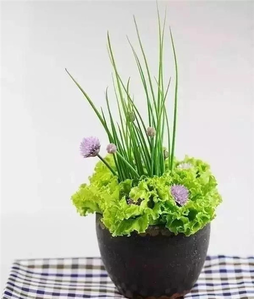 蔬菜水果插花，你不知道的美