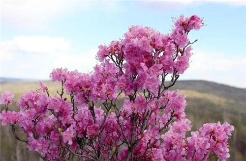 阿里河國家森林公園已成杜鵑花海