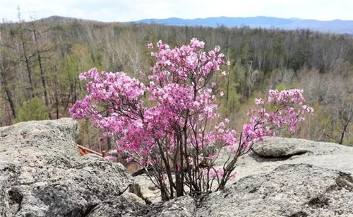 阿里河國家森林公園已成杜鵑花海