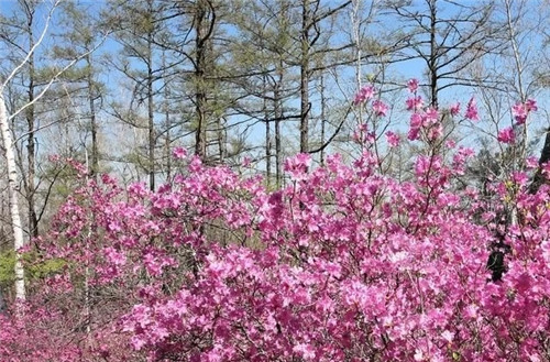 阿里河國家森林公園已成杜鵑花海