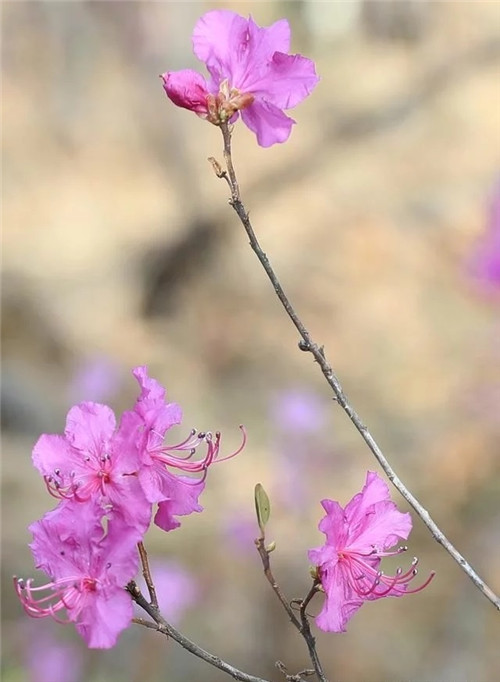 阿里河國家森林公園已成杜鵑花海