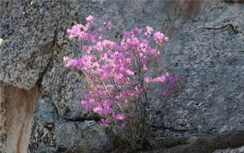 阿里河國家森林公園已成杜鵑花海