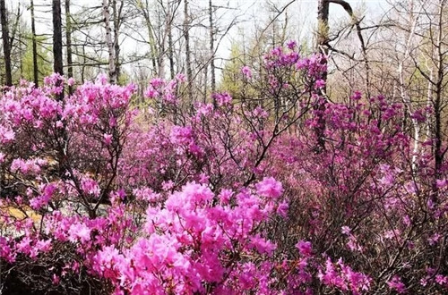 阿里河國家森林公園已成杜鵑花海