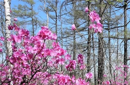 阿里河國家森林公園已成杜鵑花海