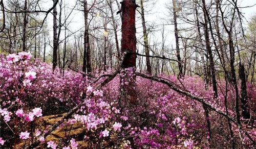 阿里河國家森林公園已成杜鵑花海