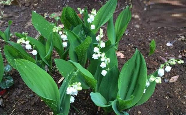 風鈴草——花量大,氣味香甜,花漂亮