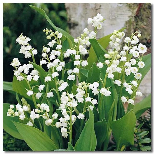 風鈴草——花量大,氣味香甜,花漂亮