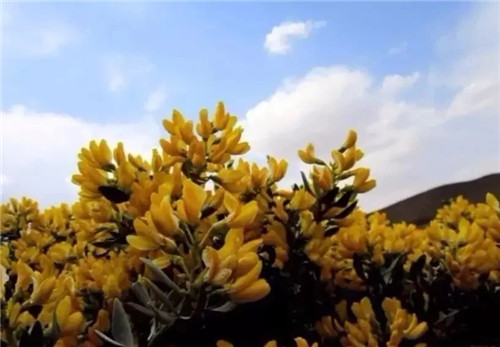 這些瀕危植物在鄂爾多斯花開(kāi)山間、連綿不絕