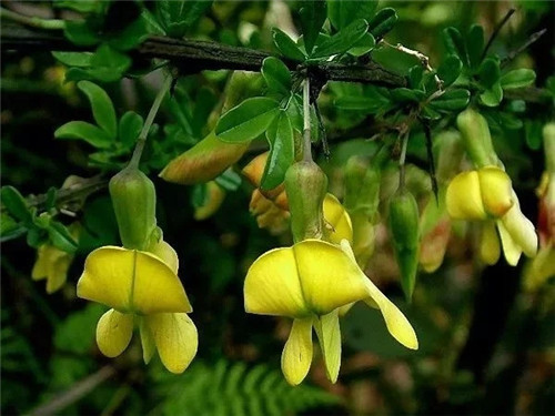 這些瀕危植物在鄂爾多斯花開(kāi)山間、連綿不絕